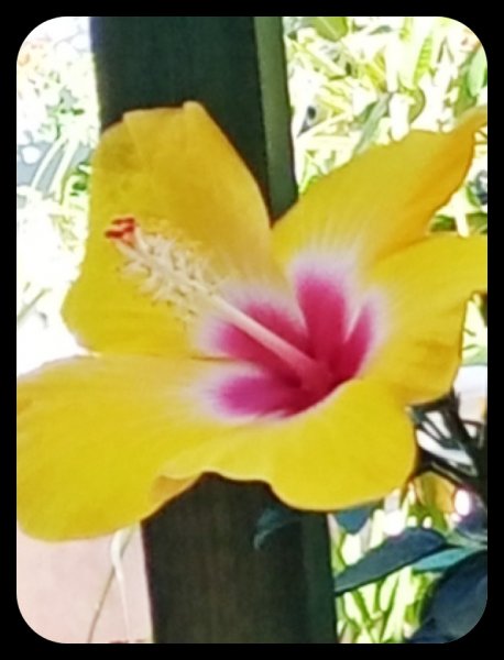 Hibiscus Yellow 11 Oct 21.jpg