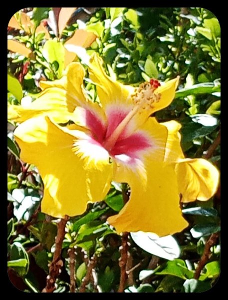 Hibiscus Yellow 18 May 22.jpg