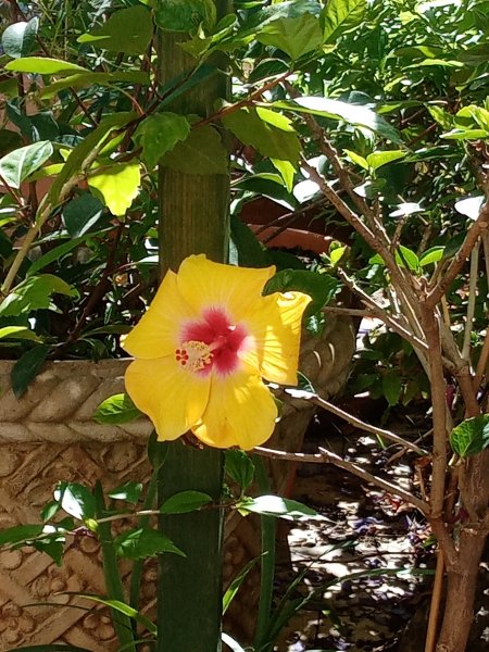 Hibiscus Yellow 26 Jun 22.jpg