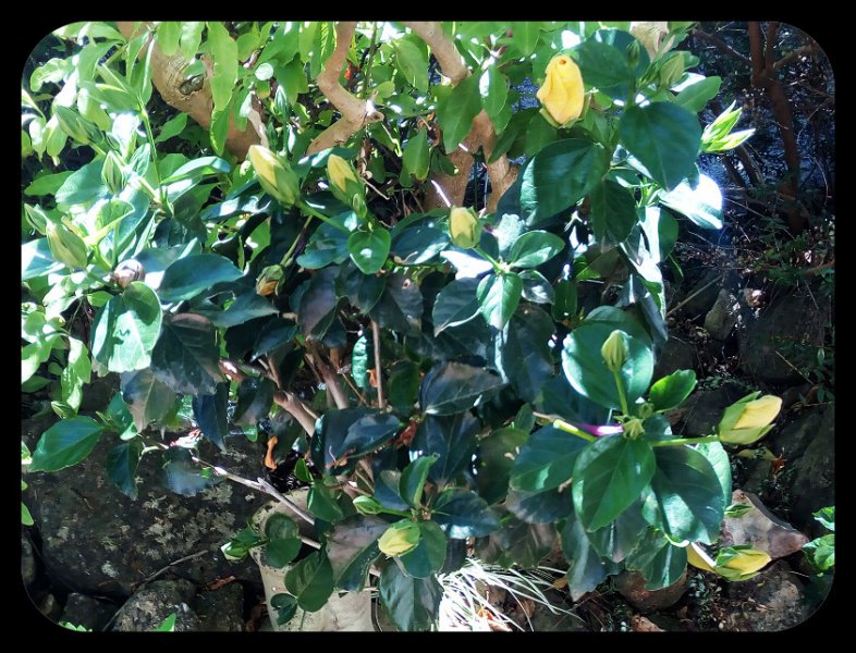 Hibiscus Yellow Buds 4 28 Jul.jpg