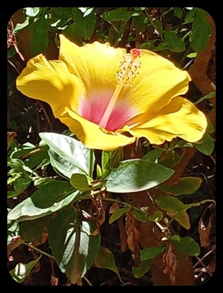 Hibiscus Yellow Pink 17 Aug 22.jpg