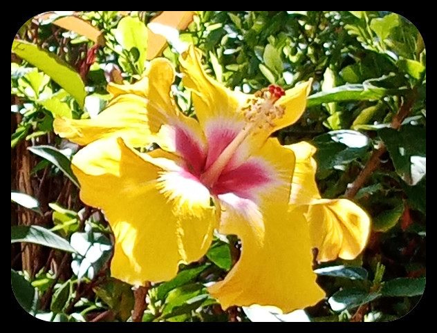 Hibiscus Yellow1 18 May 22.jpg