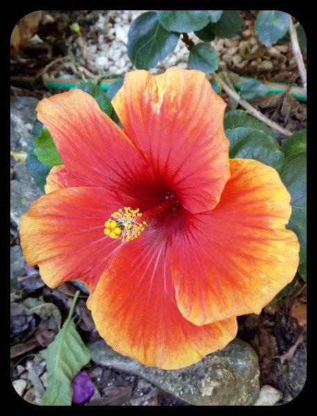 Hibiscus1 1 Oct 21.jpg