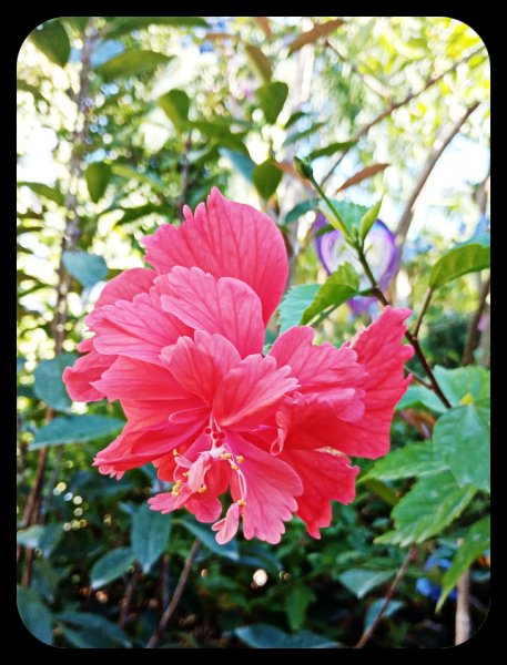 Hibiscus1 15 Ayg 22.jpg