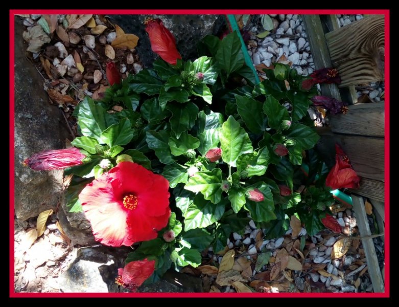 Hibiscus1 24 Jun.jpg