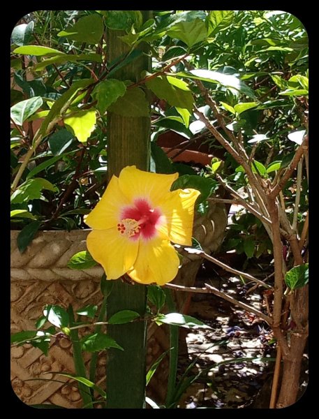 Hibiscus1 26 Jun 22.jpg