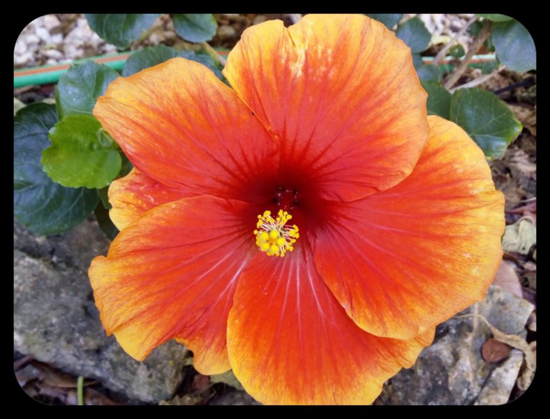 Hibiscus2 1 Oct 21.jpg