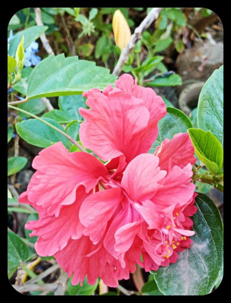 Hibiscus2 15 Aug 22.jpg