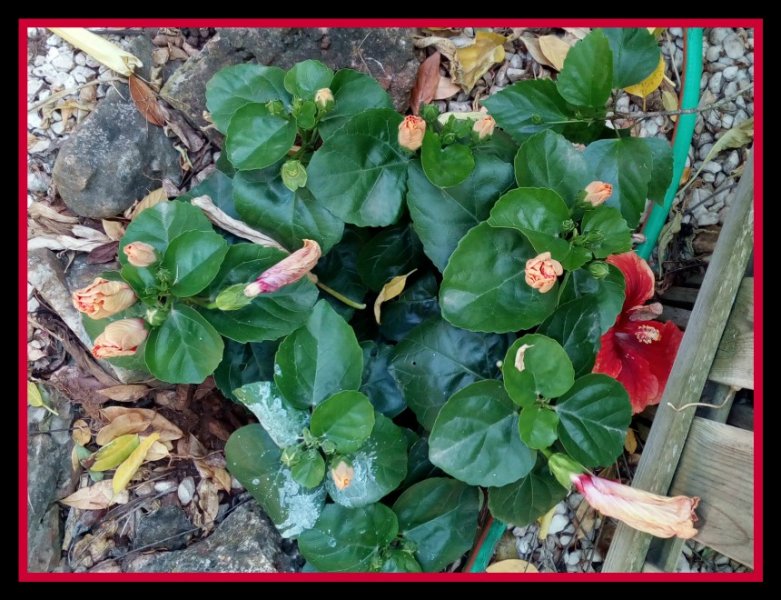 Hibiscus2 24 Jun.jpg