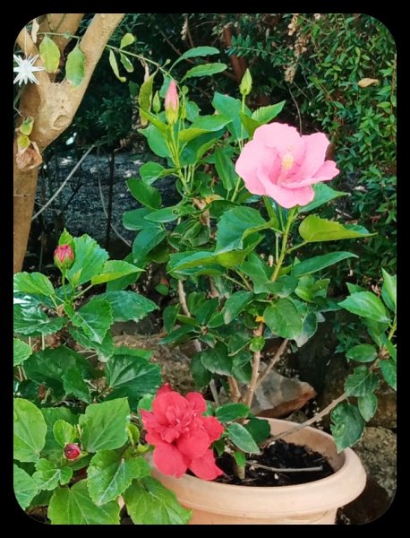 Hibiscusv3 18 Aug 22.jpg