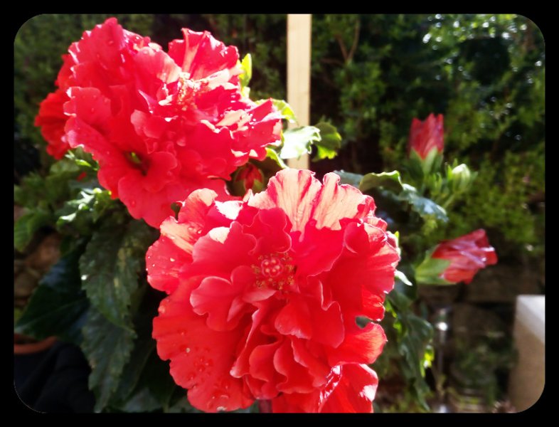 HibisQ Bloom 18 Apr 21.jpg