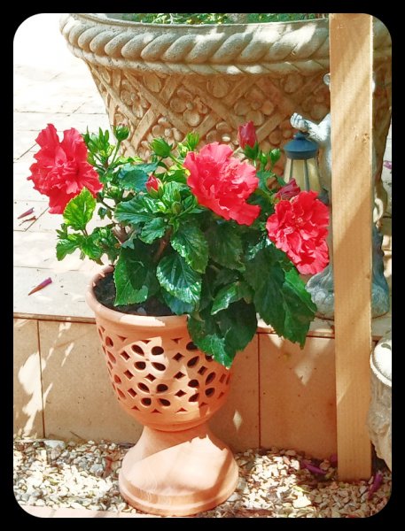 HibisQ Red 17 Apr 21.jpg