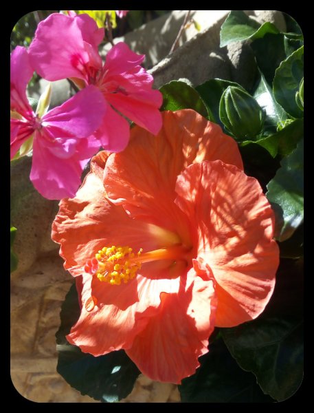 HibisQs Hera 4 July.jpg