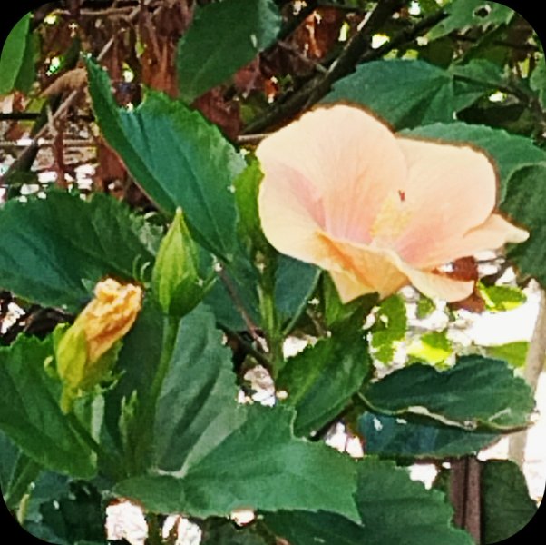 HibLight Salmon 6 Aug 26.jpg