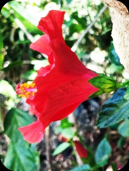 HibRed in Ground1 10Jul 25(1).jpg