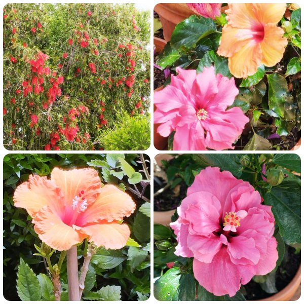 Hibs & Callie 29 Apr 25.jpg