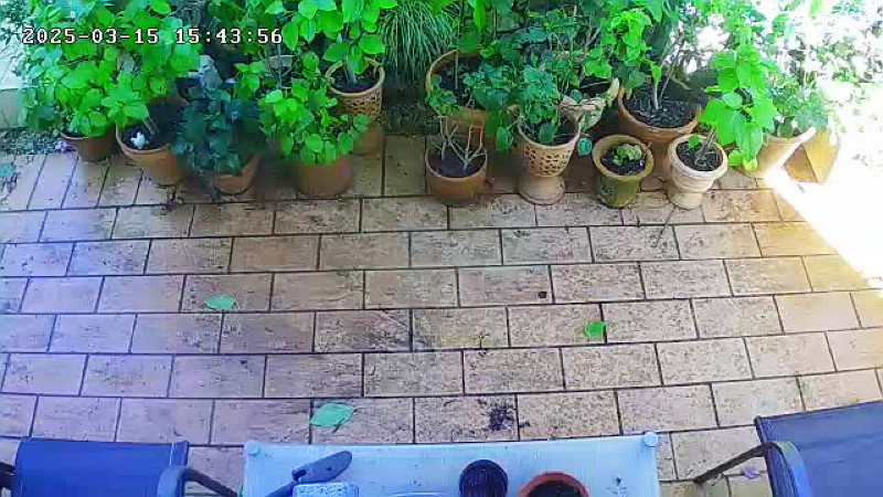 Hibs CCTV 15 Mar 25.jpg