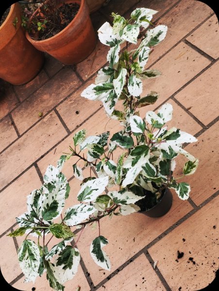 Hibs Cooperii as bought 23 Oct 25.jpg