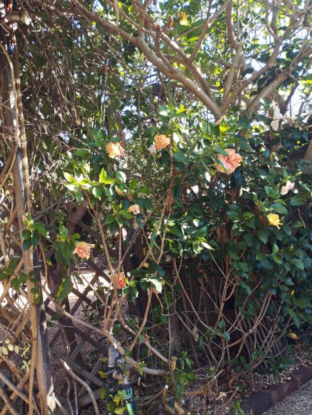 Hibs each Y Columbine 30 Se 25.jpg