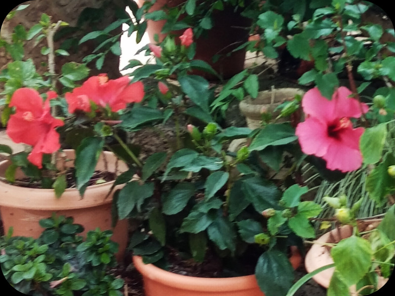 Hibs Fantasy 20 May 24.jpg