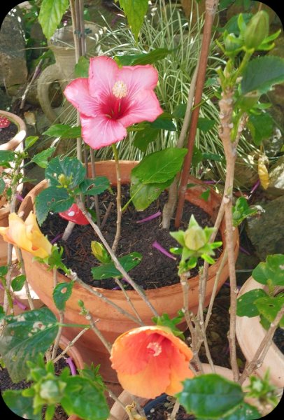 Hibs Fantasy  Adonicus Dark & Hera 25 Apr 25.jpg