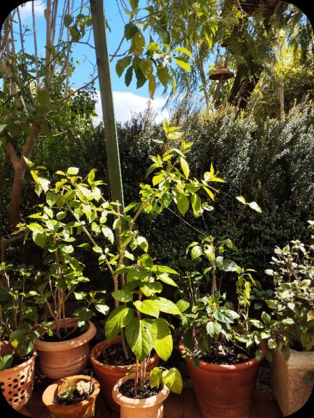 Hibs & Jak 15 Mar 25.jpg