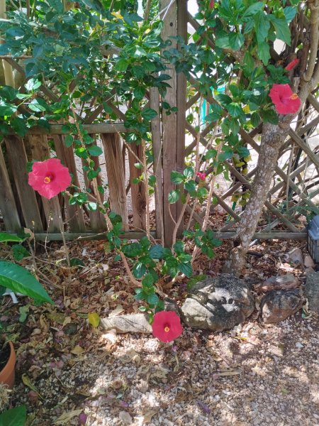 Hibs Red 6 Aug 25.jpg