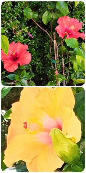 Hibs x 2 29 May 25(1).jpg