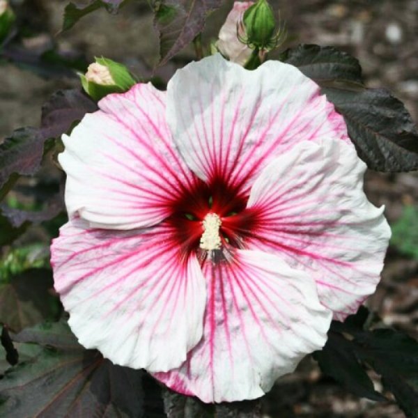 HibXXL CopperQueen.jpg