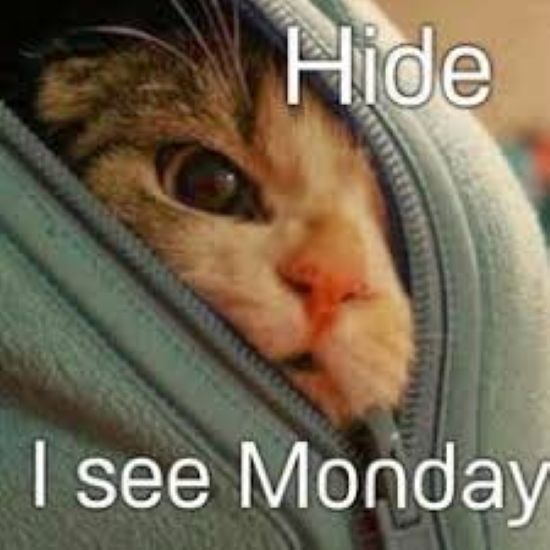 Hide I see Monday.jpg