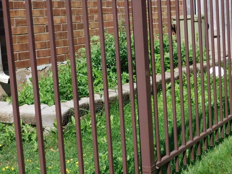 Hillbilly Noxious weeds july 2016 (2).JPG