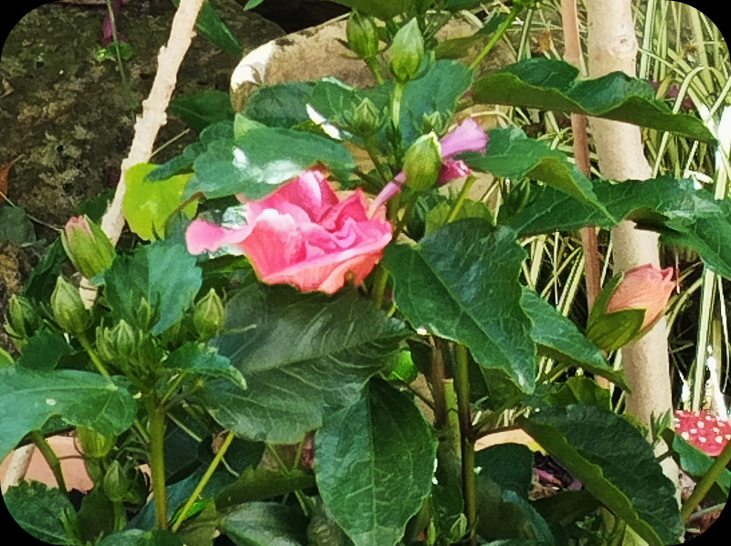 Hin Fantasy Adonius  Pink Bud 25 Apr 25.jpg