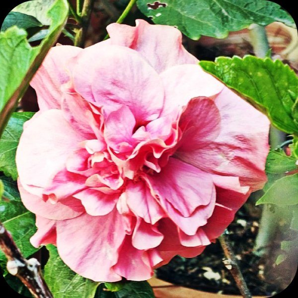 Hin Fantasy Pink 23 Aug 25.jpg