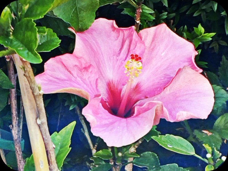 Hin Pink 7 Jun 25.jpg