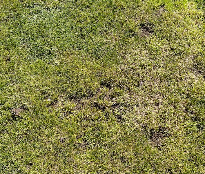 Holes in grass 11-5-22.jpg