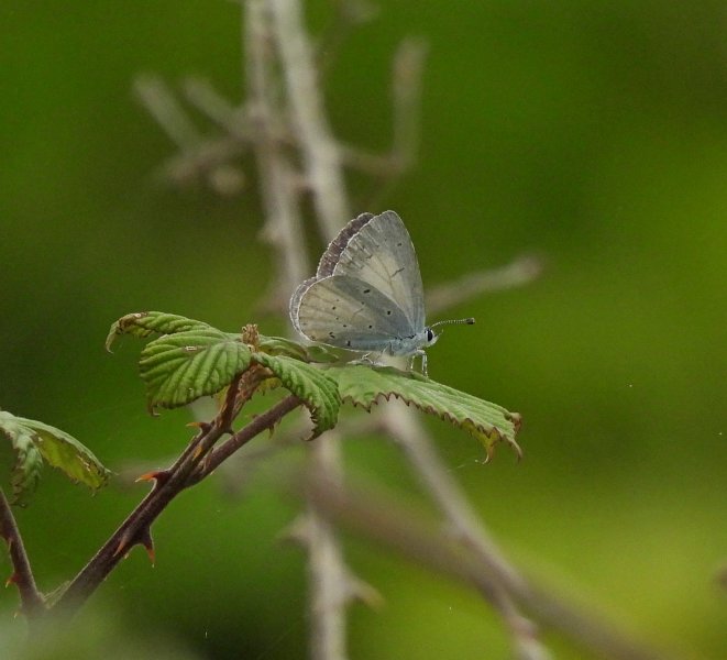 Holly Blue 1.JPG