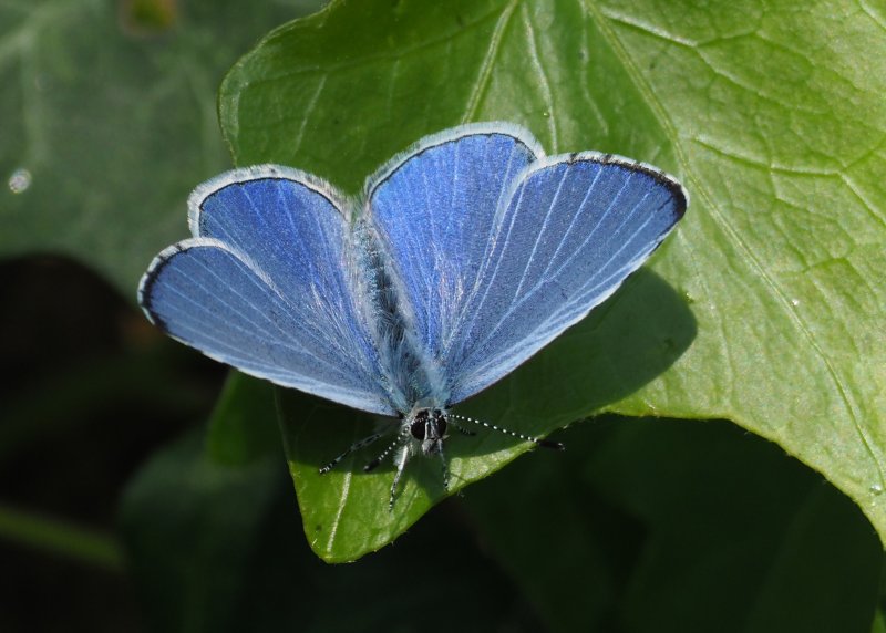 holly Blue 2020A.jpg