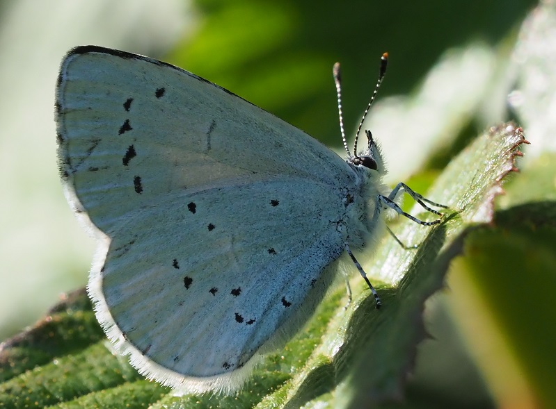 holly Blue 2020B.jpg