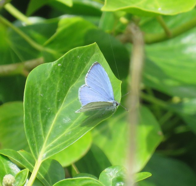 holly blue.JPG