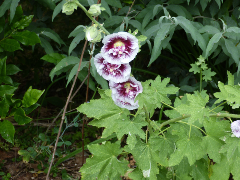 Hollyhock Chaters Double.JPG