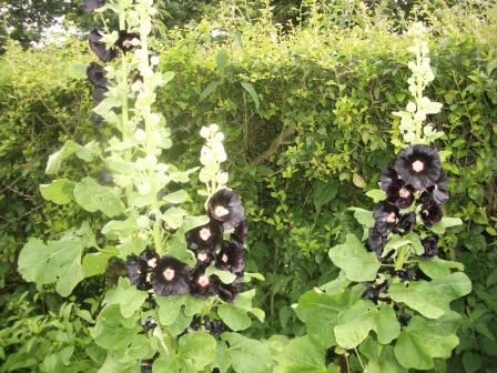 hollyhocks.jpg