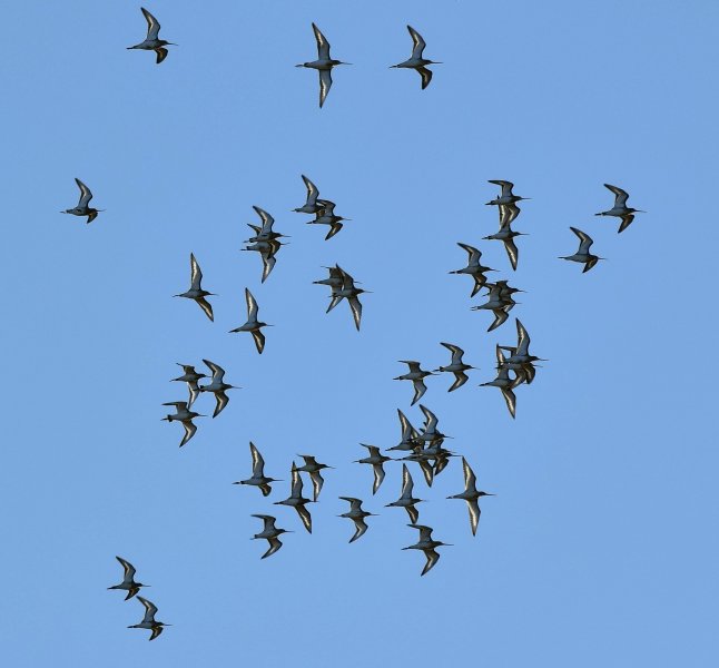 holton godwits.jpg
