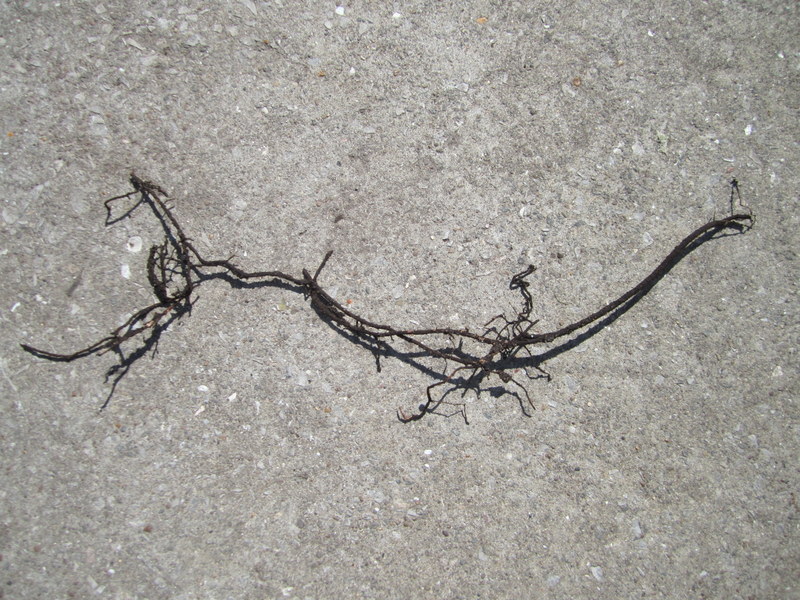 HONEY  FUNGUS 13-08-2010 10-52-46.JPG