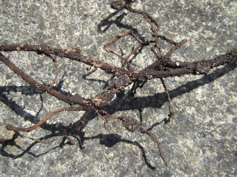 HONEY  FUNGUS 13-08-2010 10-53-29.JPG