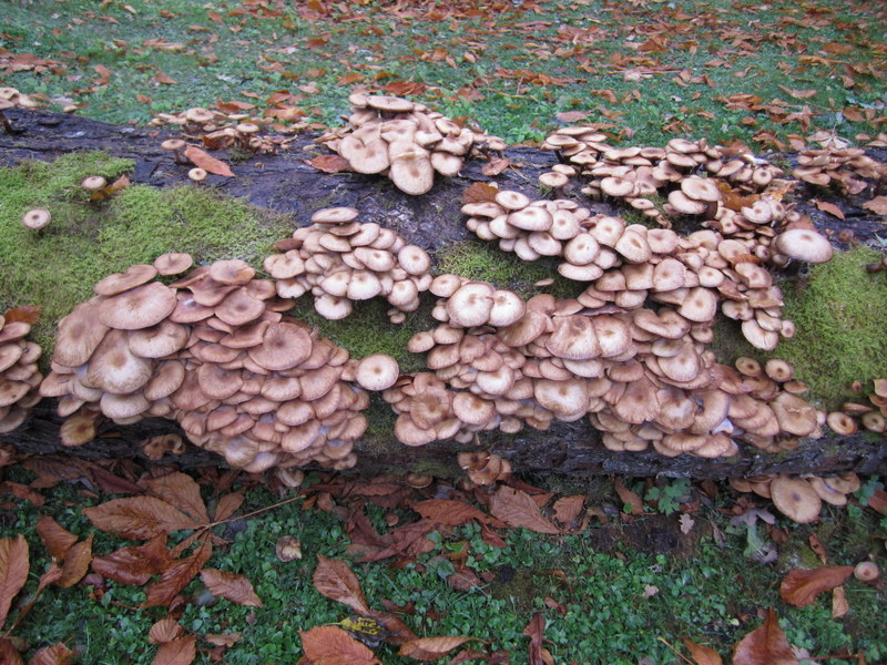 HONEY  FUNGUS 15-10-2013 14-26-06.JPG