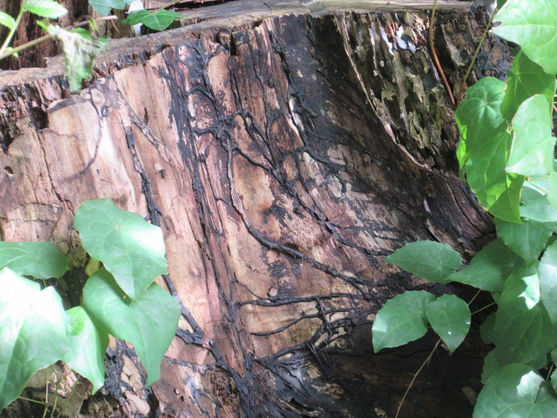 HONEY  FUNGUS 20-08-2020 14-49-58.JPG