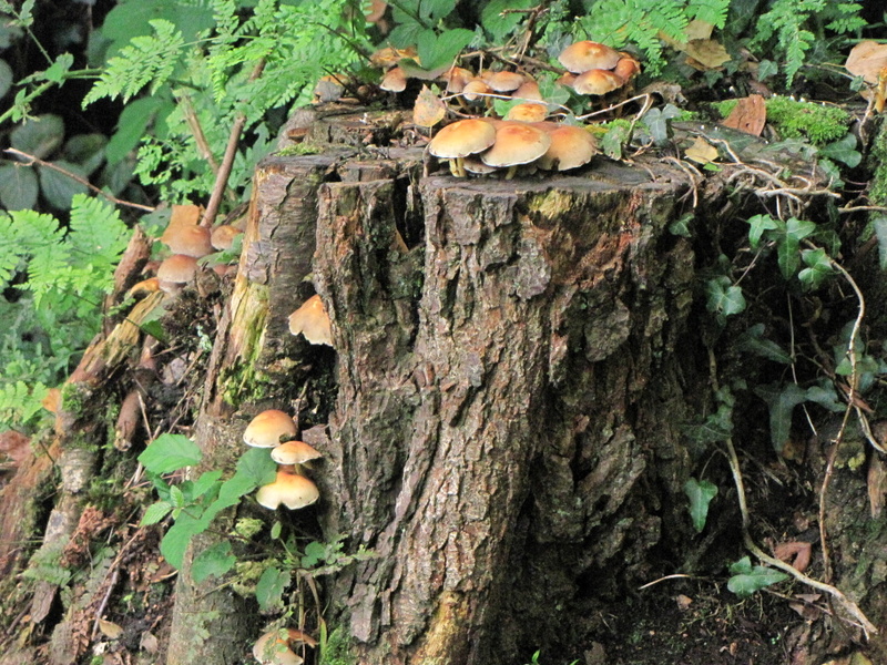 HONEY  FUNGUS 21-09-2010 16-09-09.JPG