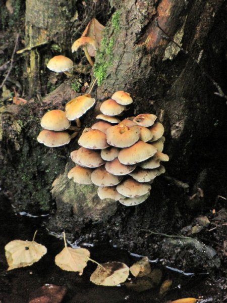 HONEY  FUNGUS 21-09-2010 16-09-23.JPG