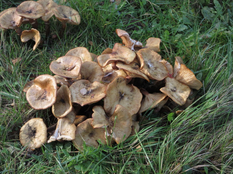 HONEY  FUNGUS 28-10-2025 10-37-34.JPG