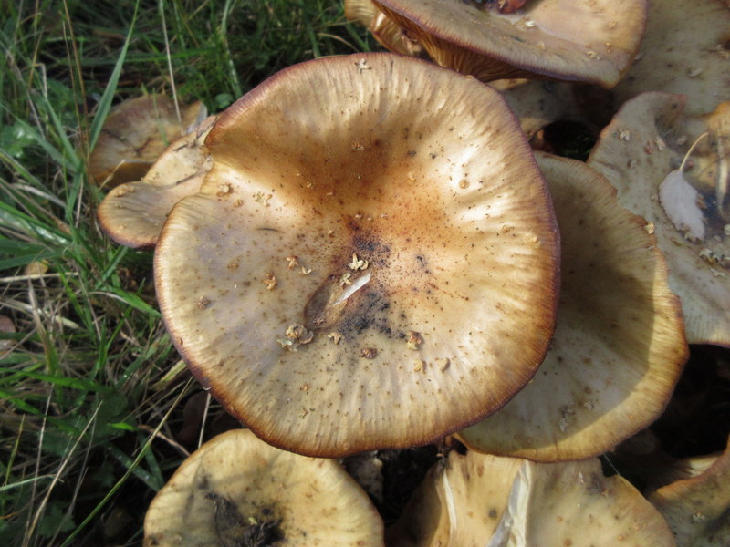 HONEY  FUNGUS 28-10-2025 10-37-47.JPG